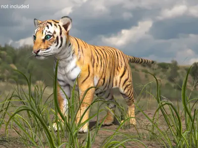 Tiger Cub 3D model