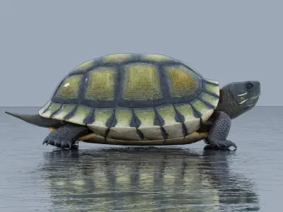 Chinese Pond Turtle 3D model
