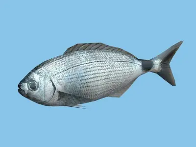 Orada - Oblada Melanura Low-poly 3D model