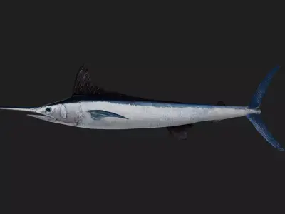 Spearfish Low-poly 3D model purchase
