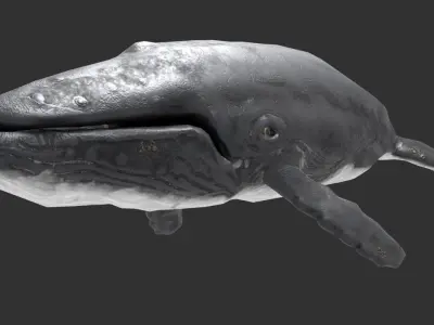 whale lowpoly animal Low-poly 3D model