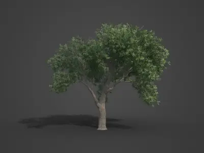 2021 PBR Coast Live Oak Collection - Quercus Agrifolia 3D model