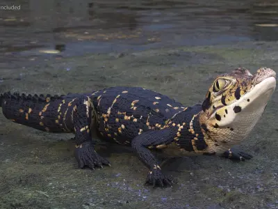 Black Caiman Baby Looks Up 3D model