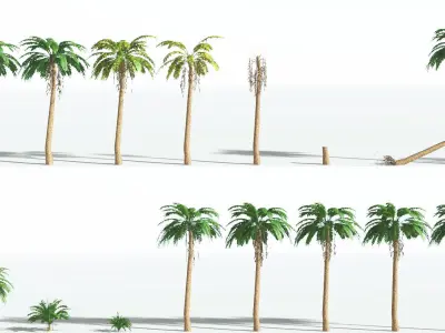 EVERYPlant African Oil Palm LowPoly 2 --16 Models-- Low-poly 3D model