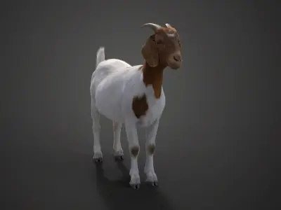 Boer Goat with 1 Animation 3D model