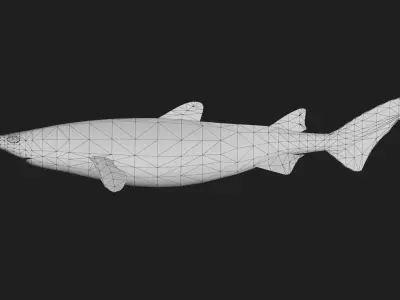 Shark Low-poly 3D model 18