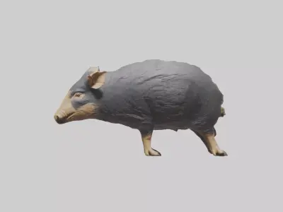 Chacoan Peccary digging model Low-poly 3D model