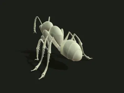 Ant 3dModel insect Low-poly 3D model