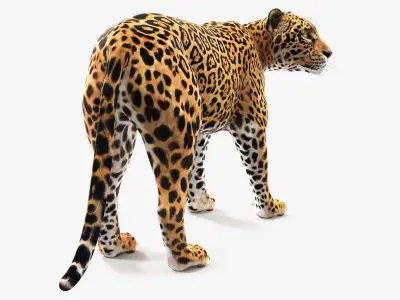 Jaguar Stand Pose 3D model