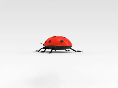 Ladybug 3D model get