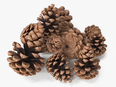 Pine Cones Pile with Open Scales Brown 