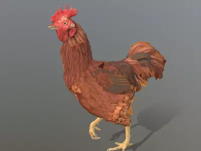 Brown Rooster CHICKEN WALKING 3D model