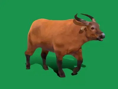 African Dwarf Forest Buffalo Free low-poly 3D model