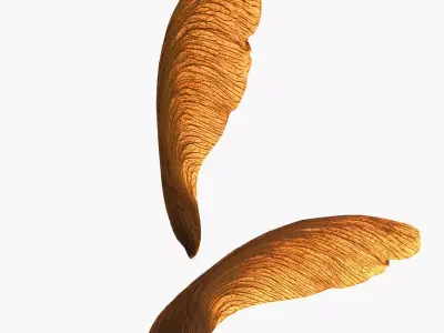 3D Maple Seed Low-poly 3D model