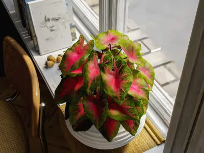  Caladium Potted Plant Model, Red  buy