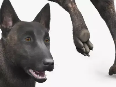 Agile Herding Dog Dutch Shepherd Running Fur 3D model purchase