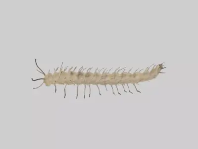 Eastern Tent Caterpillar Low-poly 3D model