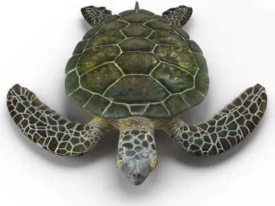  Sea Turtle Rigged for Cinema 4D 