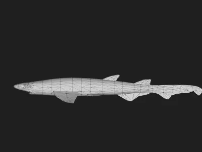 Shark Low-poly 3D model 8