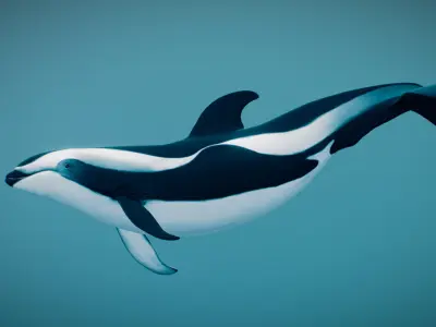 Hourglass Dolphin 3D model