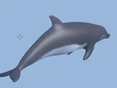 dolphin lowpoly 3D model