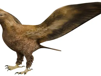 Eagle 3D model get
