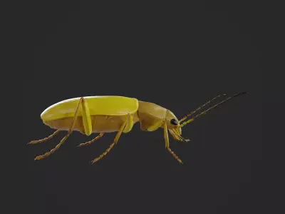 Beetle Cistelomorpha Melanopyga Low-poly 3D model