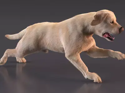 Running White Retriever Dog Fur Animated Rigged for Cinema 4D 3D model purchase