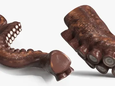  Natural Octopus Tentacle Marine Brown 