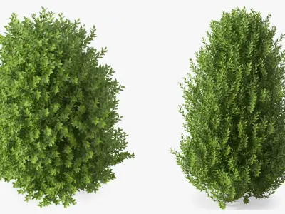 Laurus Collection 3D model