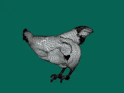 Marans Black Chicken 3D model