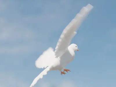 White dove 3D model