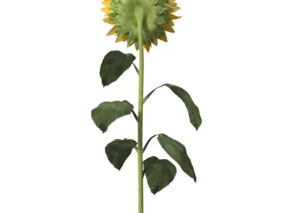  Sunflower 2 
