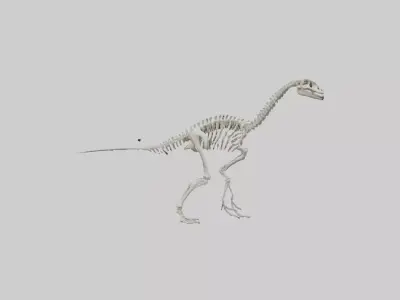 Brachiosaurus Skeleton model Low-poly 3D model