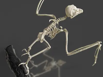 Realistic Owl Skeleton 3D model