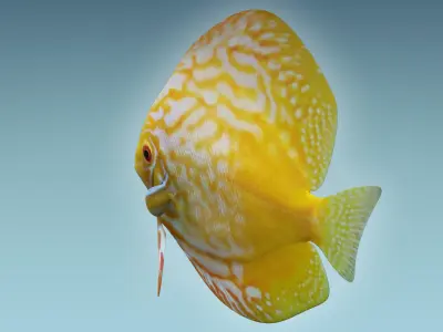 Discus Fish 8 3D model