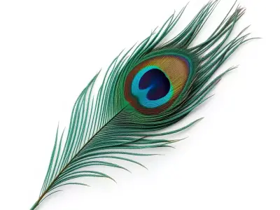 Elegant Peacock Feather model pack Low-poly 3D model