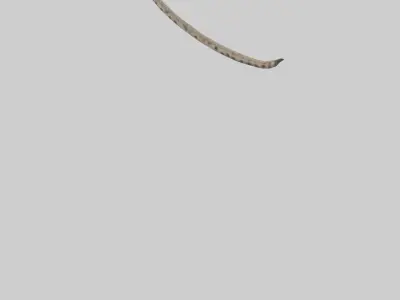 Hyena Tail Model Low-poly 3D model