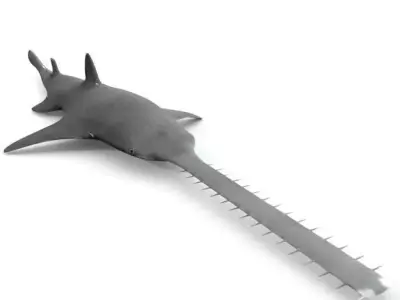 Saw shark Low-poly 3D model