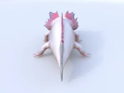 Axolotl 3D model purchase