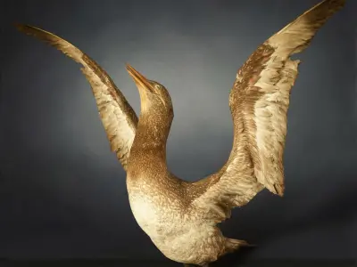 9 Birds Collection V1 Low-poly 3D model