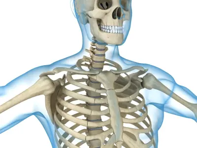 Human Skeleton and body (Rigged) 3D model