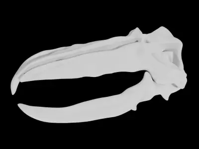 Whale Skull Low-poly 3D model