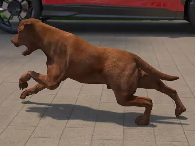 Running Brown Retriever Dog Animated Rigged for Cinema 4D 3D model