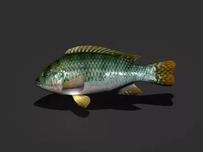 Green Sunfish Low-poly 3D model