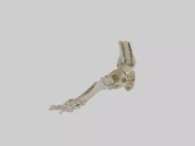 Foot skeleton Low-poly 3D model