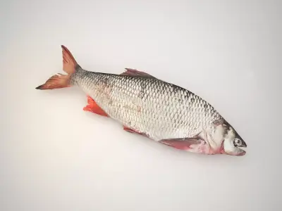 Raw fresh fish 3D model