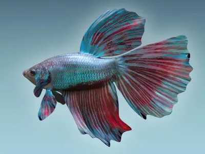 Betta Fish 5 3D model