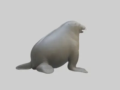 Standing Elephant Seal Model Low-poly 3D model