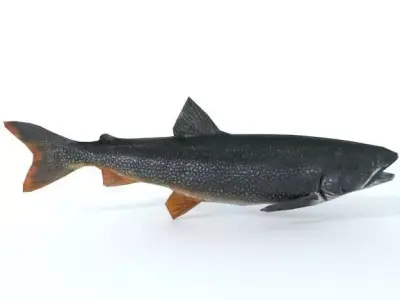 Trout sockeye salmon Low-poly 3D model